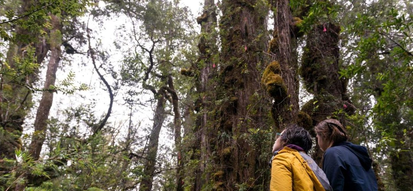 Image: Hikers gaze out at the Alerce Costero National Park, Chile. (photo via Chile/Sernatur) ((photo via Chile/Sernatur))