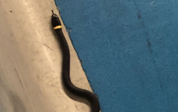 Snake found at Newark Liberty International Airport