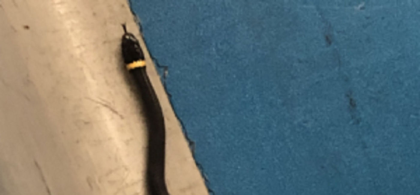Image: Snake found at Newark Liberty International Airport (photo via TSA)