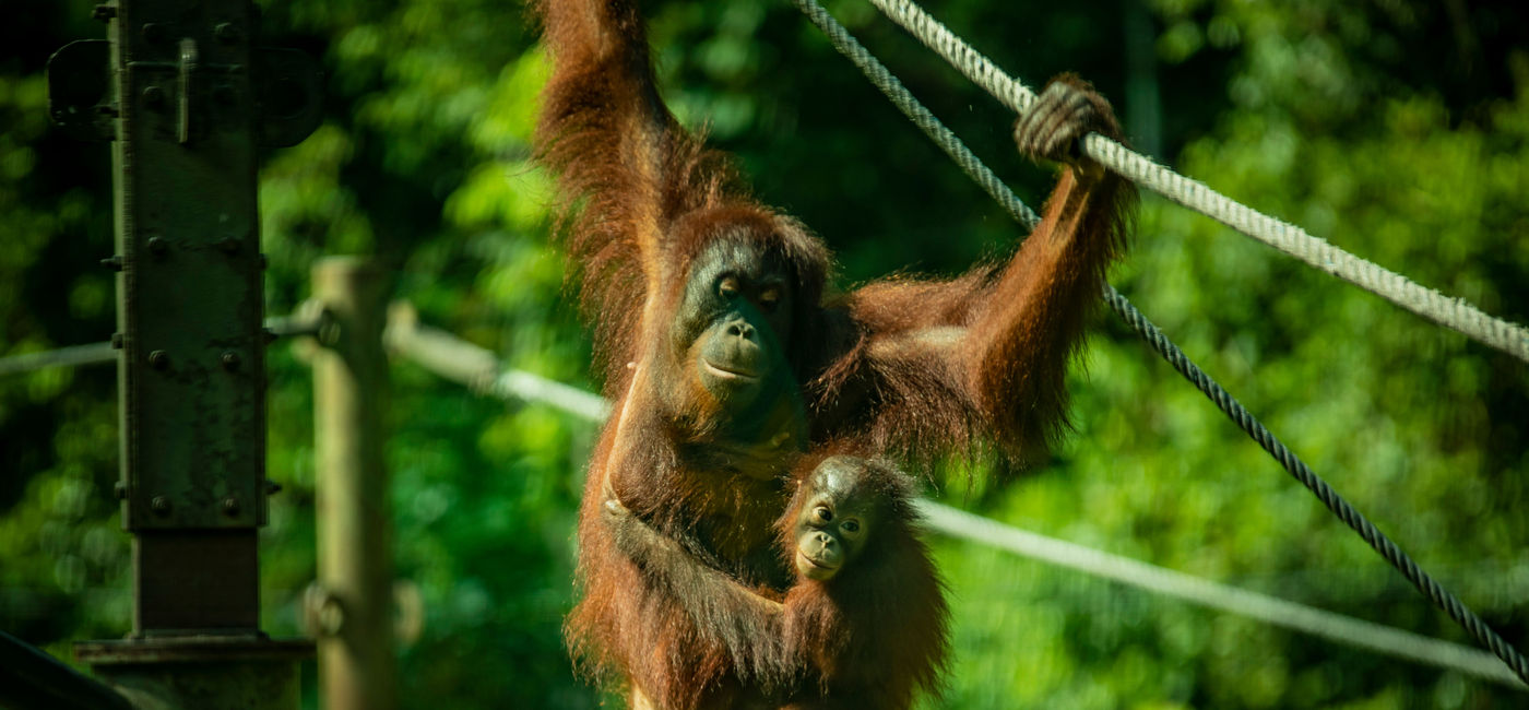 Image: PHOTO: G Adventures announces new additions to its Jane Goodall Collection of tours. (Courtesy G Adventures)