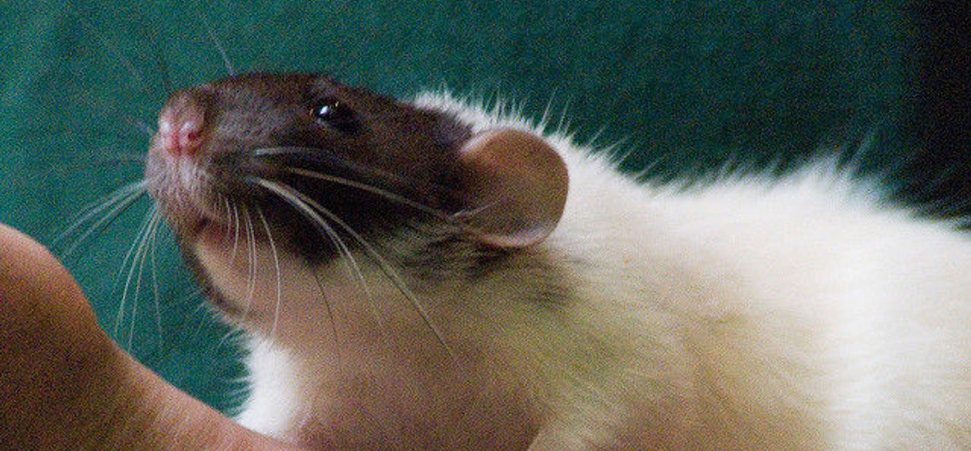 Image: PHOTO: A mouse caused quite the airline ordeal. (Photo via Flickr/Michael Neel)