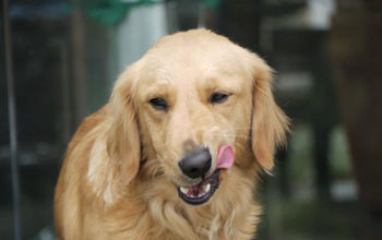 Golden retriever dog