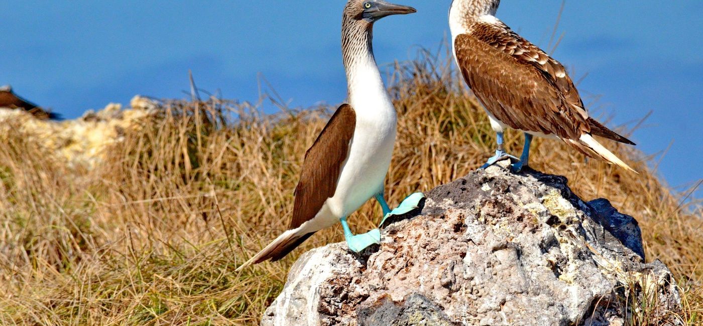 Image: Blue Footed Booby on Isla Isabel. (photo via Bob Hilscher / iStock / Getty Images Plus)