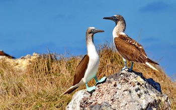 Blue Footed Booby on Isla Isabel