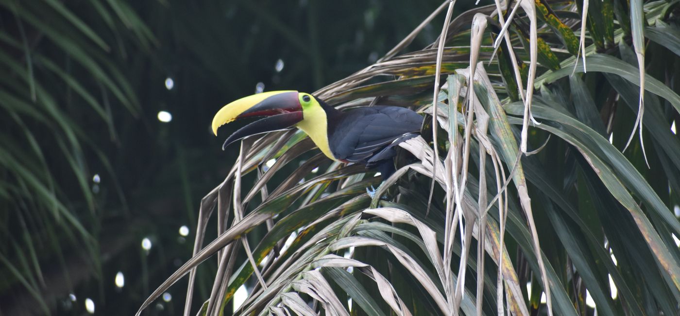 Image: Un toucan du Costa Rica. (PHOTO: courtoisie de Gerardo Masis)