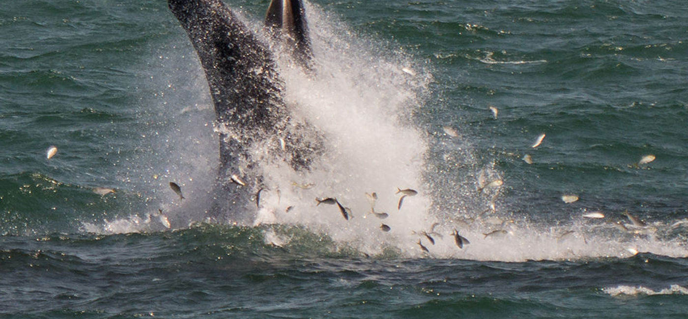 Image: PHOTO: Whales are spotted in New York City. (Photo via Flickr/Artie Kopelman)