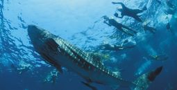 Whale Sharks