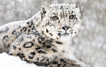 Snow leopard
