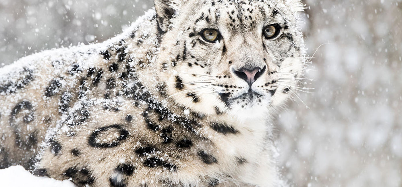 Image: PHOTO: There are less than 10,000 snow leopards around the world. (photo courtesy of Thinkstock)