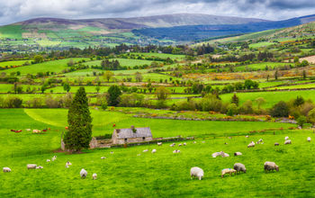 The charming Irish countryside.