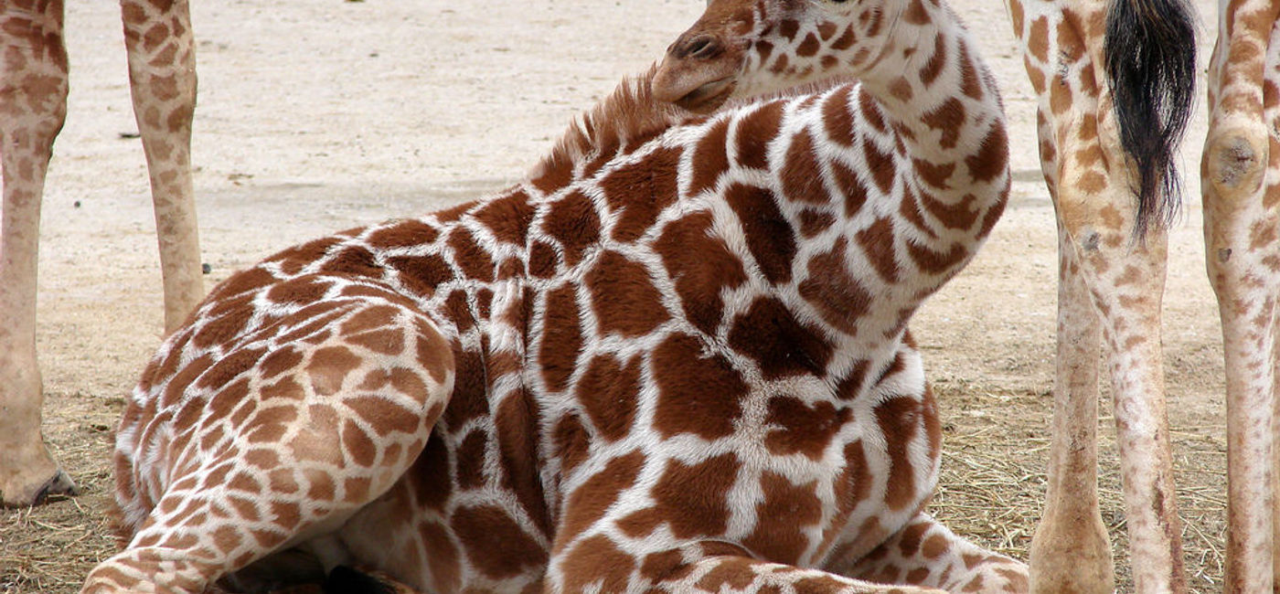Image: PHOTO: A baby giraffe at the Memphis Zoo. (photo via Flickr/Karen Dorsett) 