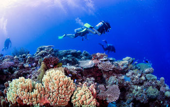 Scuba diving in Fiji.