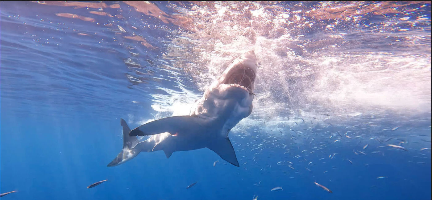 Image: Shark diving off the coast of California (Photo via Jessica Kelly)