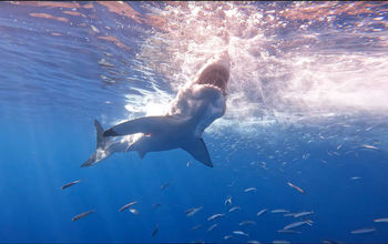 Shark diving off the coast of California