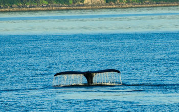 Whale tail in Juneau