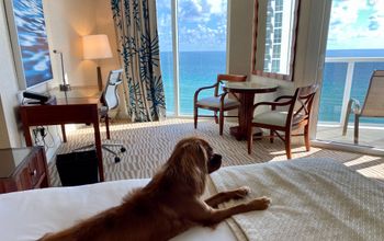 Trump International Beach Resort, dog, hotel, pet friendly, Miami