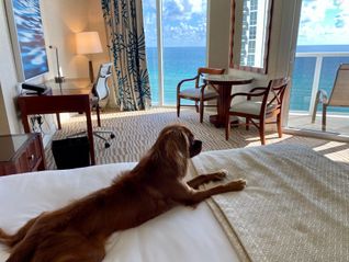 Trump International Beach Resort, dog, hotel, pet friendly, Miami