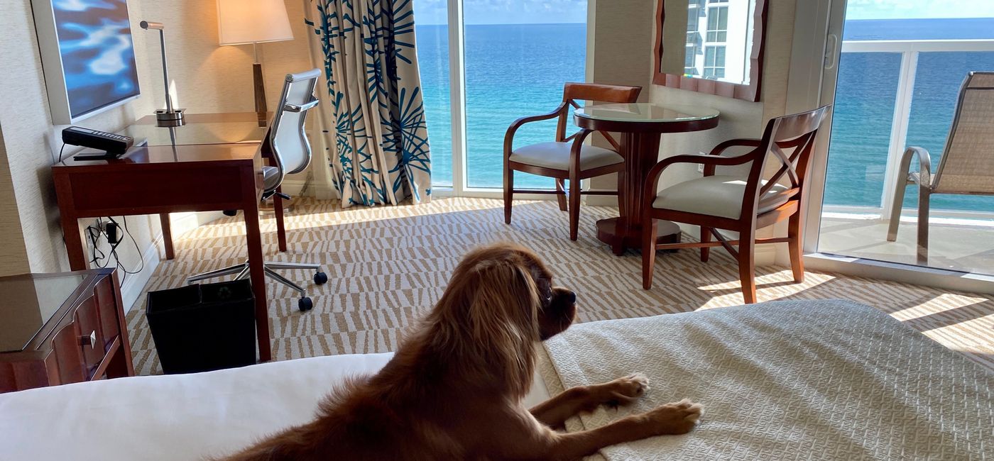 Image: Dog relaxes with a view at Trump International Beach Resort. (photo courtesy of Trump International Beach Resort)