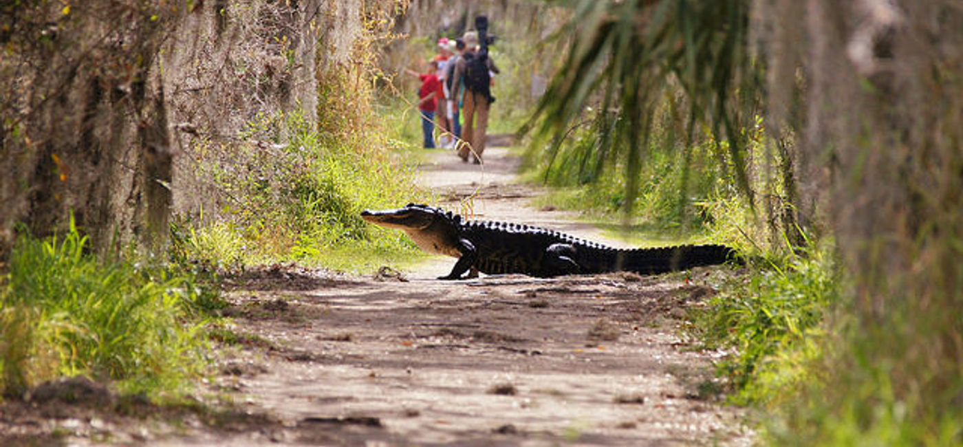 Image: PHOTO: A massive alligator like this one just astonished the Internet. (Photo courtesy Flickr/Ada Durden) (Flickr Ada Durden)