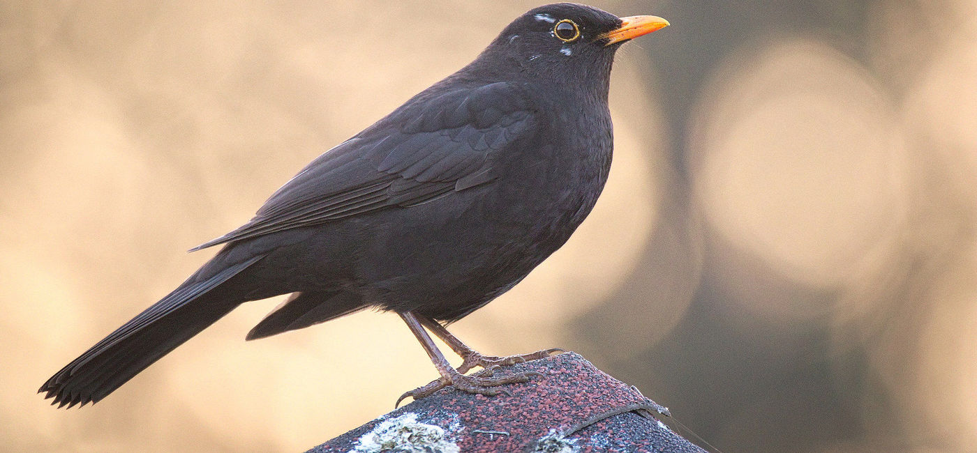 Image: PHOTO: A common blackbird like this one managed to ground a transatlantic flight. (photo via Flickr/hedera.baltica)