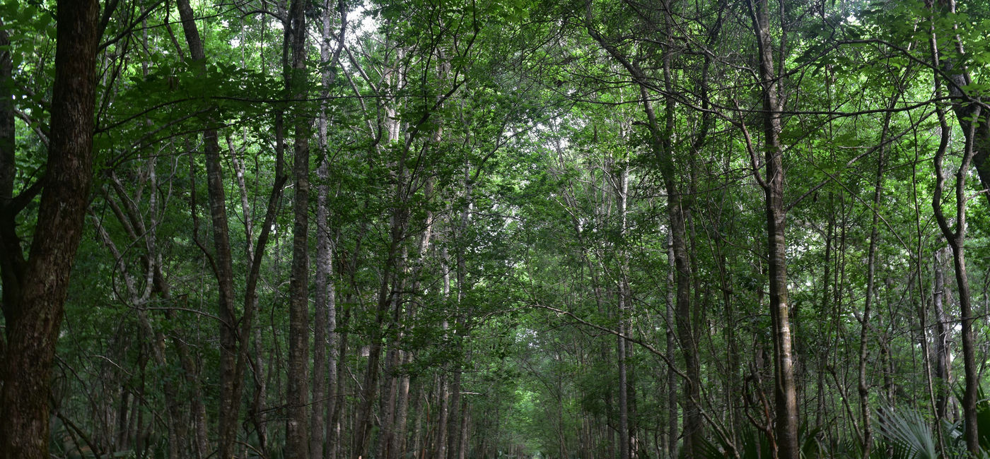 Image: A trail leads through Barataria Preserve in Louisiana. (photo via DejaVu Designs / iStock / Getty Images Plus) (Photo Credit: (photo via DejaVu Designs / iStock / Getty Images Plus))