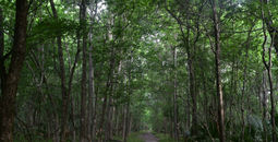 Barataria Preserve, Louisiana, parks in louisiana, wetlands