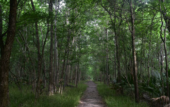 Barataria Preserve, Louisiana, parks in louisiana, wetlands