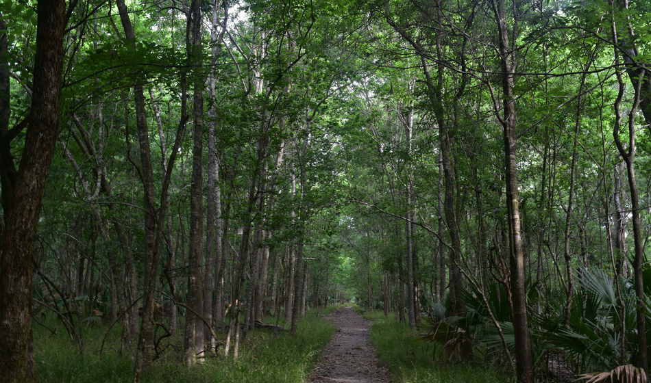 Barataria Preserve, Louisiana, parks in louisiana, wetlands