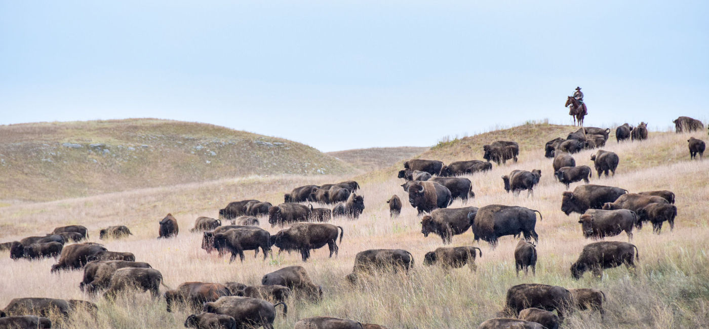Photo: South Dakota Buffalo Roundup(Photo by Lauren Breedlove)