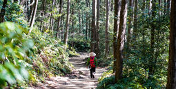 Kumano Kodo, sustainability, pilgrimage route, Japan, Japan National tourism Organization, JNTO