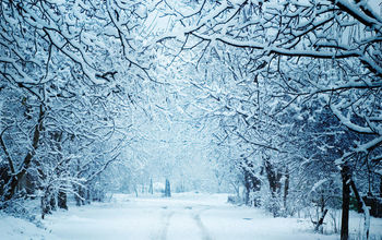 woods in winter snow forest