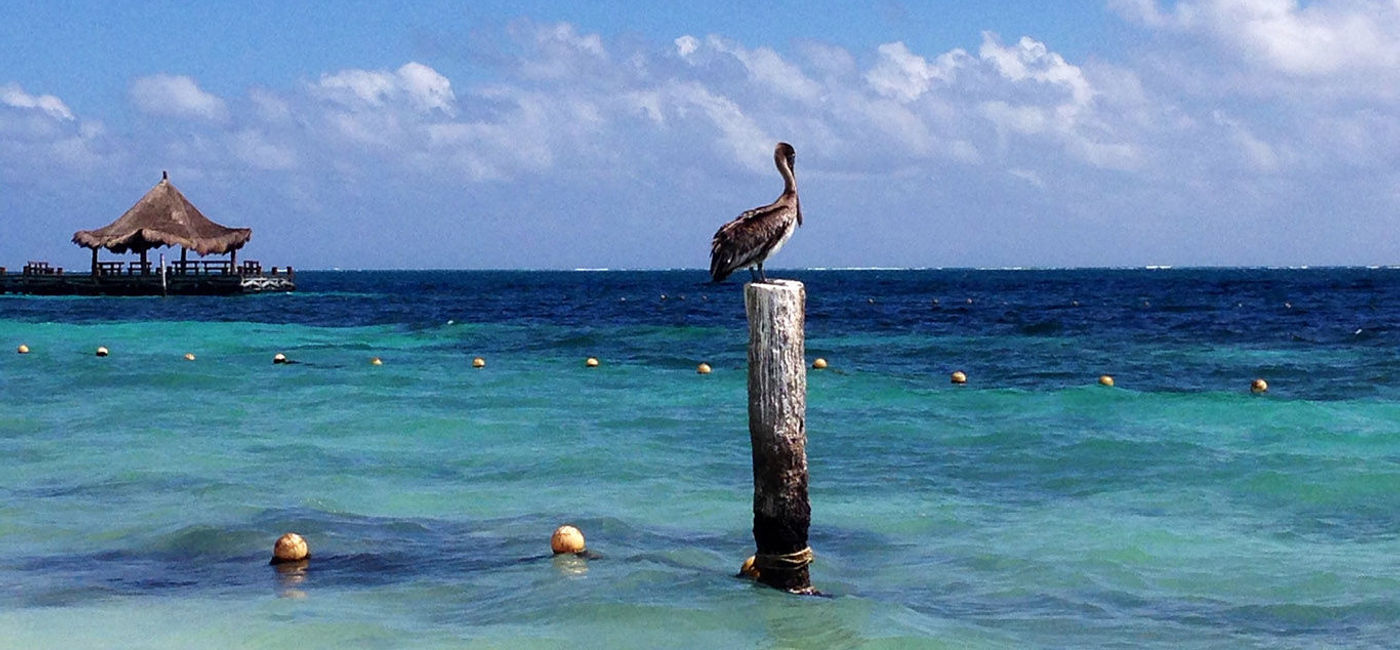 Image: A pelican rests above the gorgeous Caribbean waters off Cancun. (Photo by Paul Heney) (Photo by Paul Heney.)