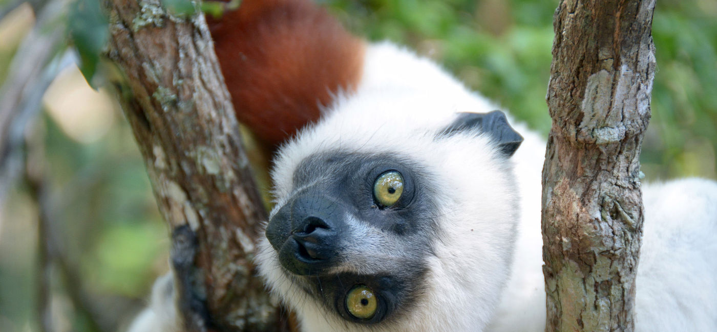 Image: PHOTO: Lemur in Madagascar. (Photo courtesy of G Adventures)