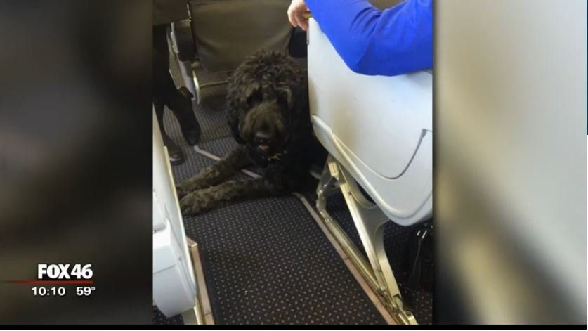 American airlines hot sale service animal