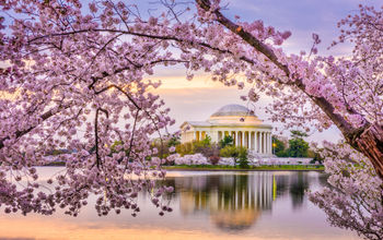 Cherry blossoms over the Jefferson Memorial, Washington D.C.