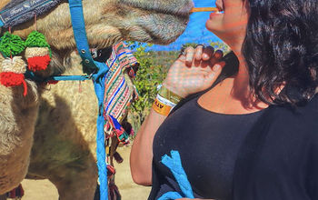 Camel Walk at Cabo Adventures