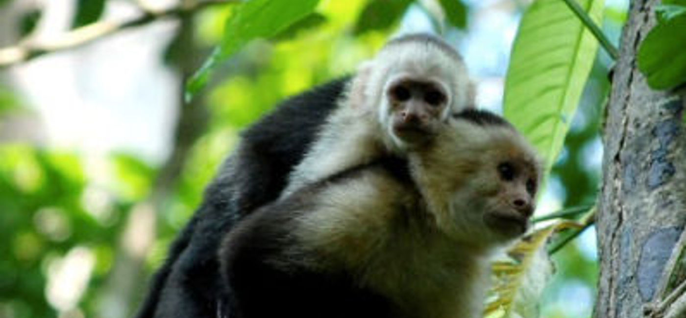 Image: Costa Rica is a paradise for those looking for experiences in one of the richest biodiversity in Central America. (Photo via Arenal Volcano National Park).