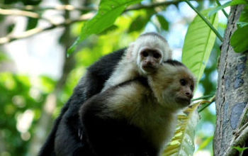 Costa Rica is a paradise for those looking for experiences in one of the richest biodiversity in Central America. (Photo via Arenal Volcano National Park).