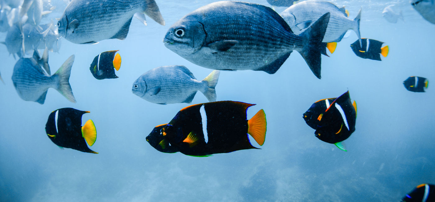 Image: Colorful fish in the Marieta Islands off the coast of Riviera Nayarit, Mexico. (Photo via Riviera Nayarit)