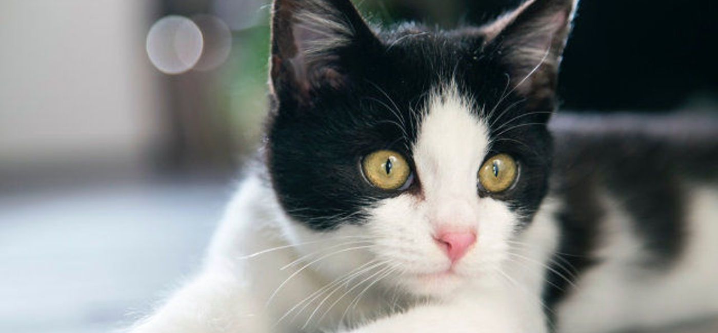 Image: PHOTO: Cat, kitten, kitty, cat cafe. (photo via Pixabay/Stock Snap)