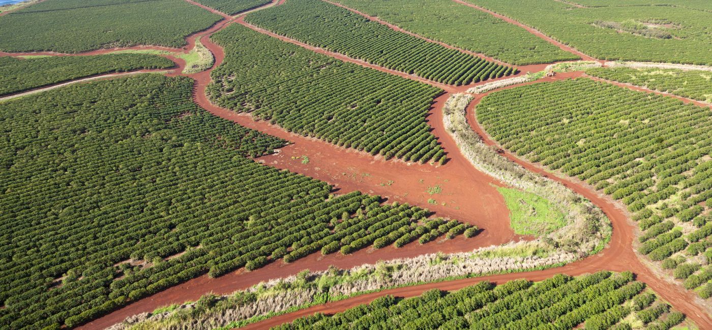 Image: Coffee Plantations by the coast in Kauai, Hawaii (photo via  MichaelUtech / iStock / Getty Images Plus)