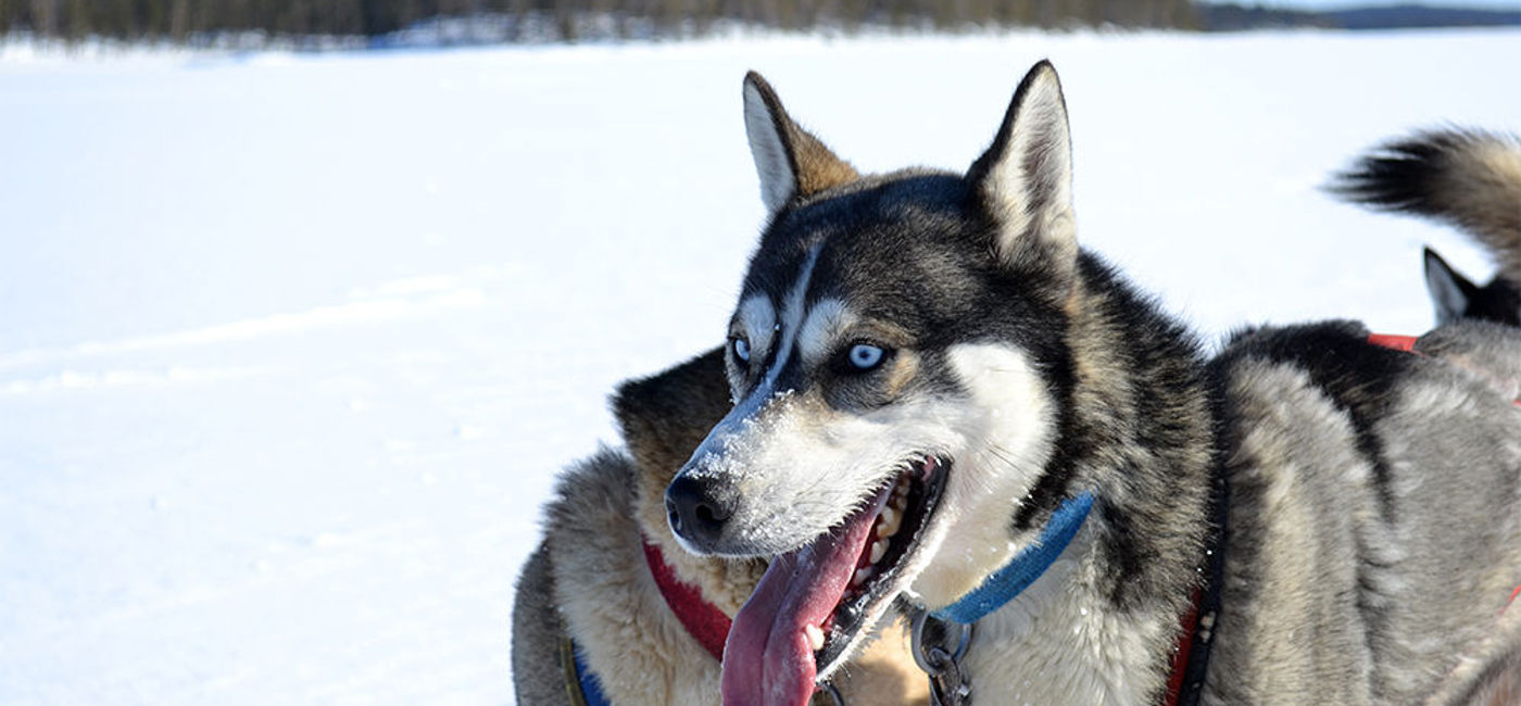 Image: PHOTO: Work with huskies in Canada. (Photo via Flickr.com/Steve K)