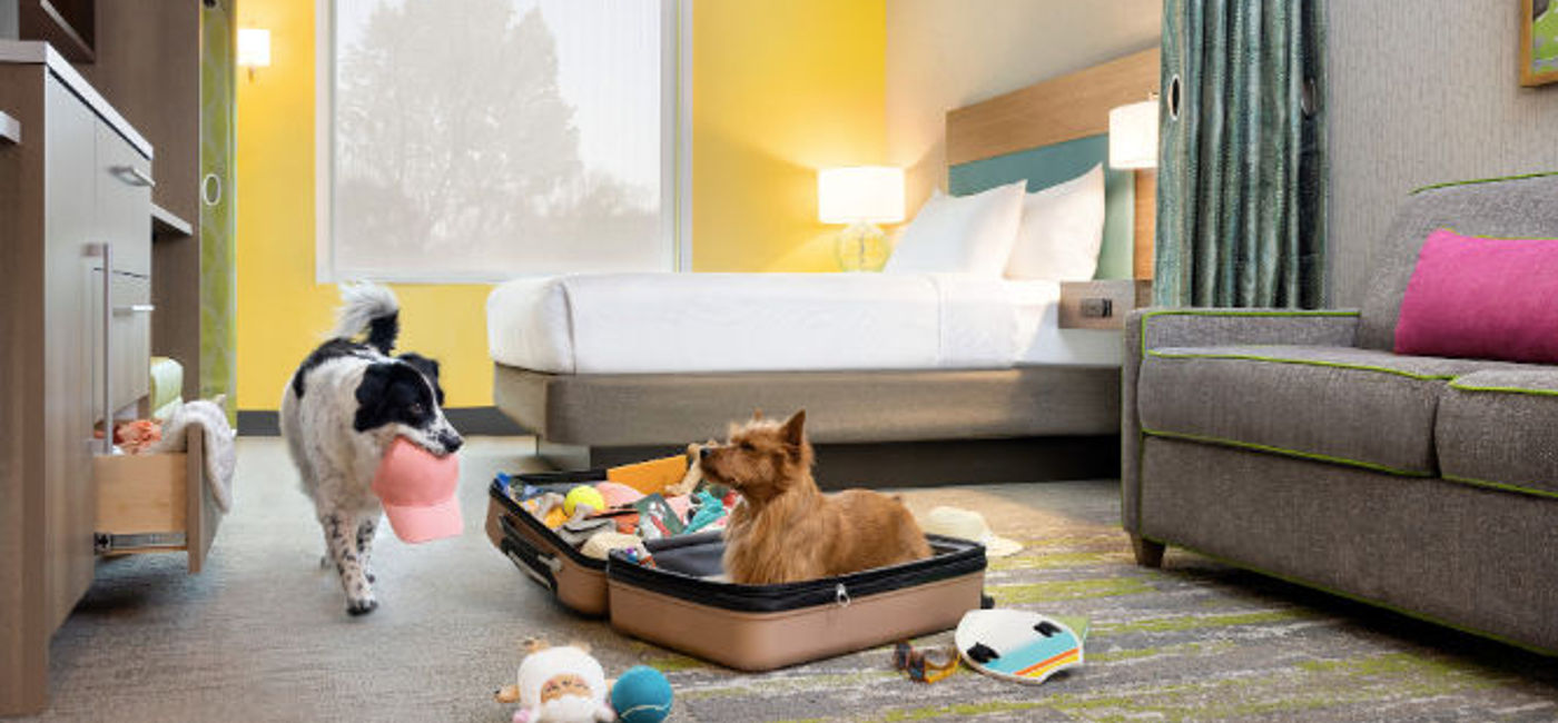 Image: Latin America is experiencing a growing trend of pet-friendly tourism. (Photo via Hilton).
