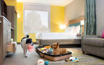 Latin America is experiencing a growing trend of pet-friendly tourism. (Photo via Hilton).