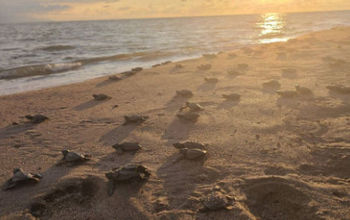 It is impressive to witness the release of a sea turtle hatchling in Puerto Vallarta. It is thrilling to see the movement of this little reptile