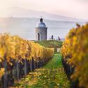 Czech Wine, Moravia, Czech Republic