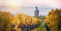 Czech Wine, Moravia, Czech Republic