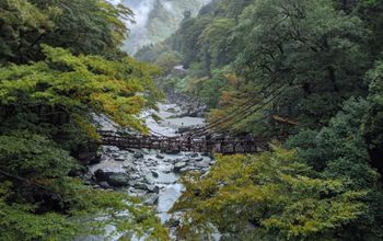 vine bridge, Iya-no-Kazura Bashi bridge, Japan, Shikoku