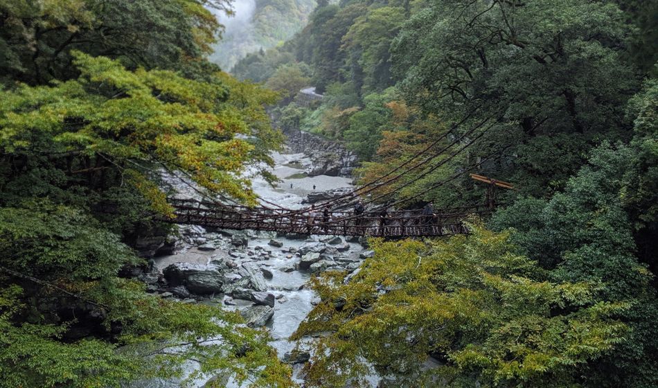 vine bridge, Iya-no-Kazura Bashi bridge, Japan, Shikoku