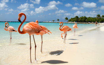 Flamingos standing close to the sea on a beach in Aruba.